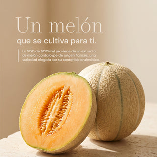 SODimel Sticks | Defensa Antioxidante y Protección Celular | Formato Soluble con Extracto de Melón y Sin Azúcar | 30 Unidades
